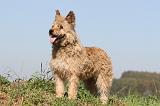 BOUVIER DES ARDENNES 063